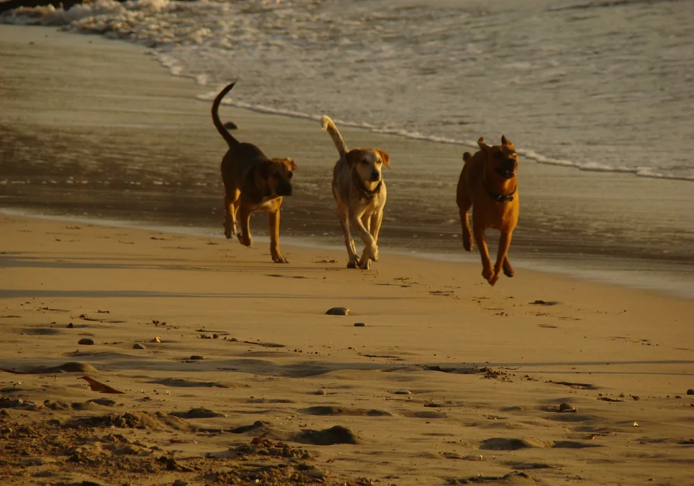 Protected green coastal buffer and surf break at Playa Guiones, Nosara